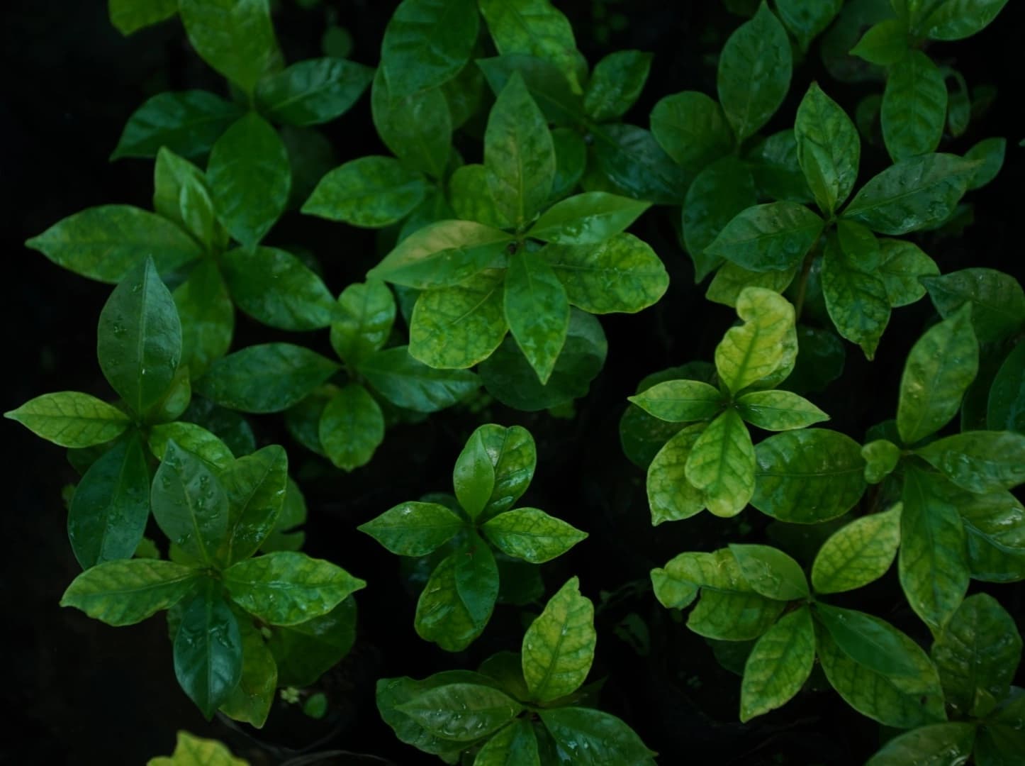 Coffee plants in the Himalayas