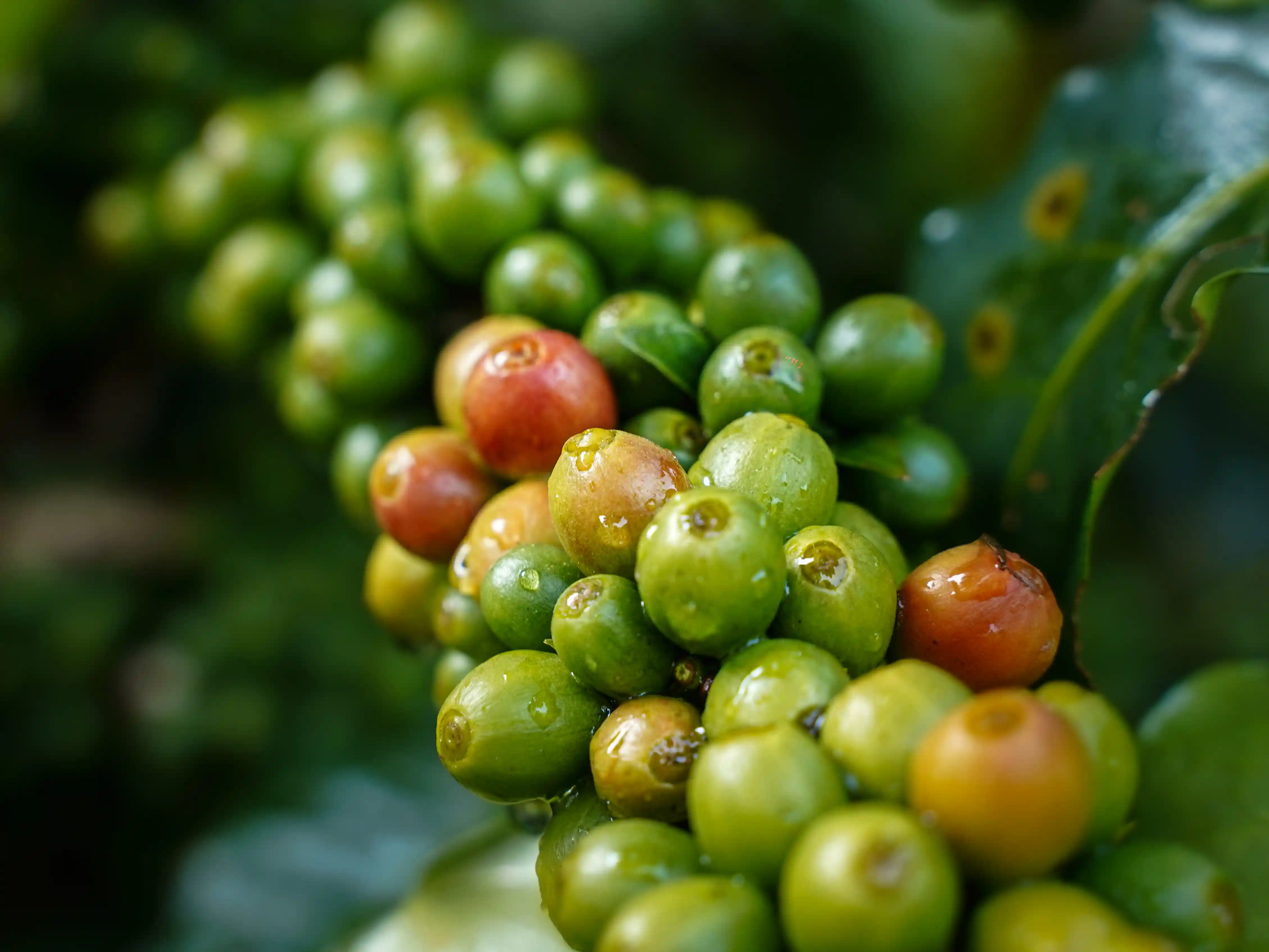 Coffee processing and roasting